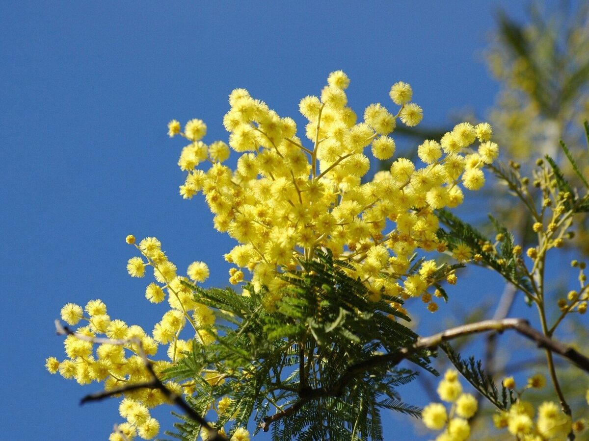 festa della donna