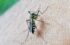 mosquito gba01abc9d 1280 e1689200710512